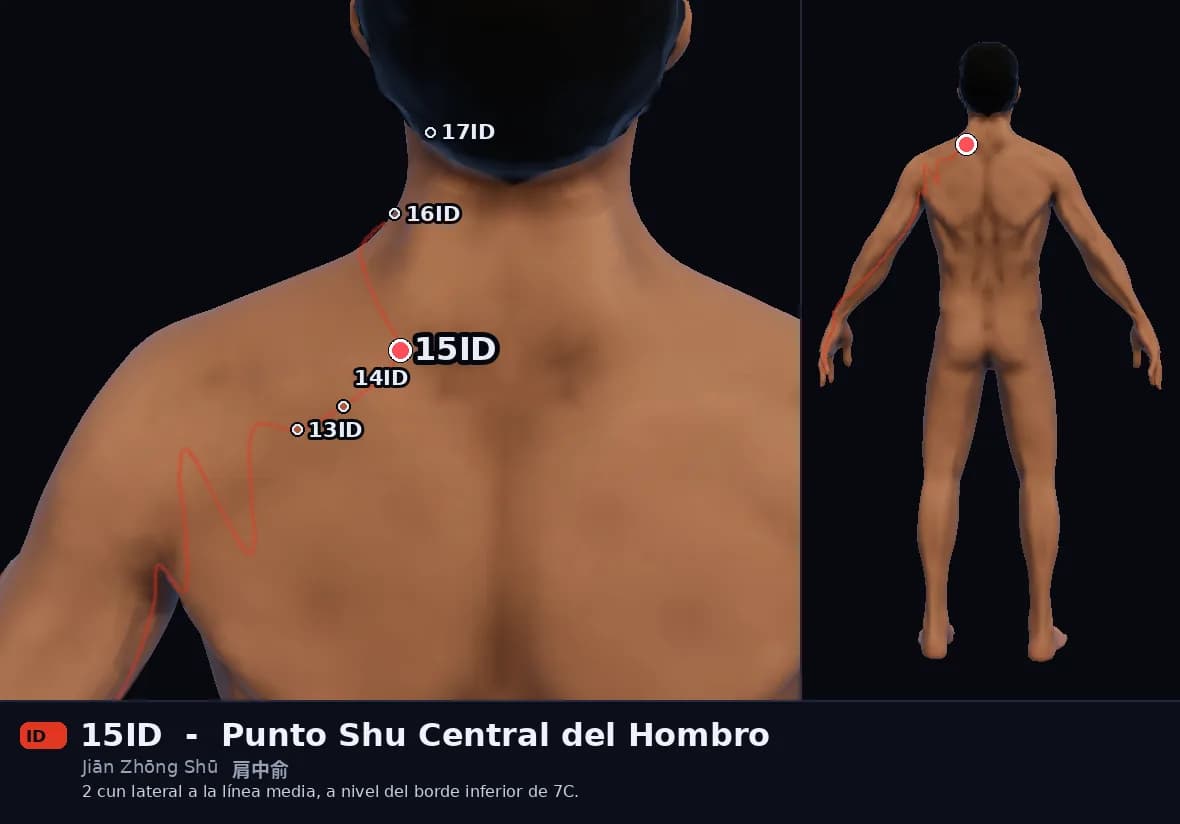 Localización del punto 15ID, Punto Shu Central del Hombro