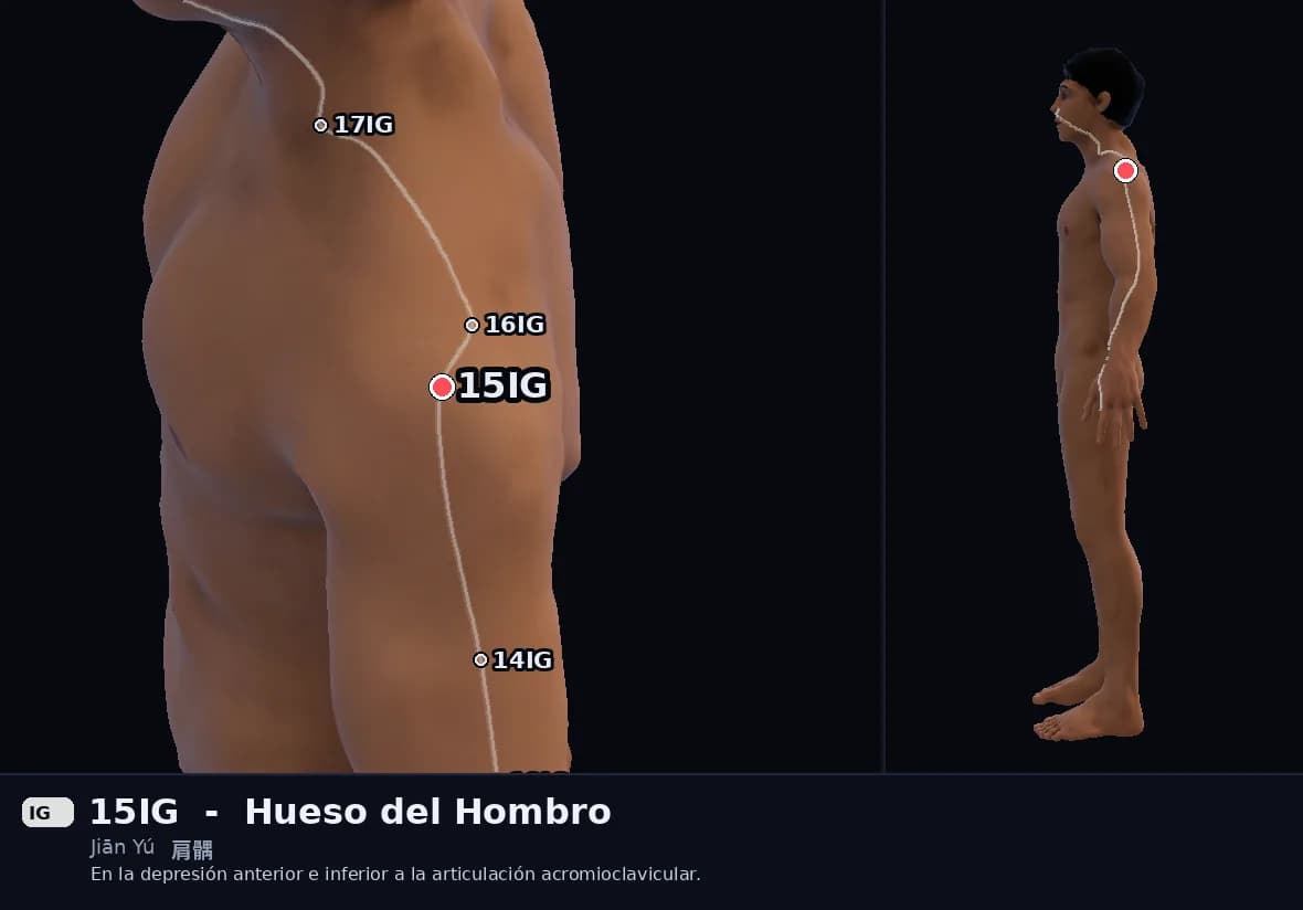 Localización del punto 15IG, Hueso del Hombro