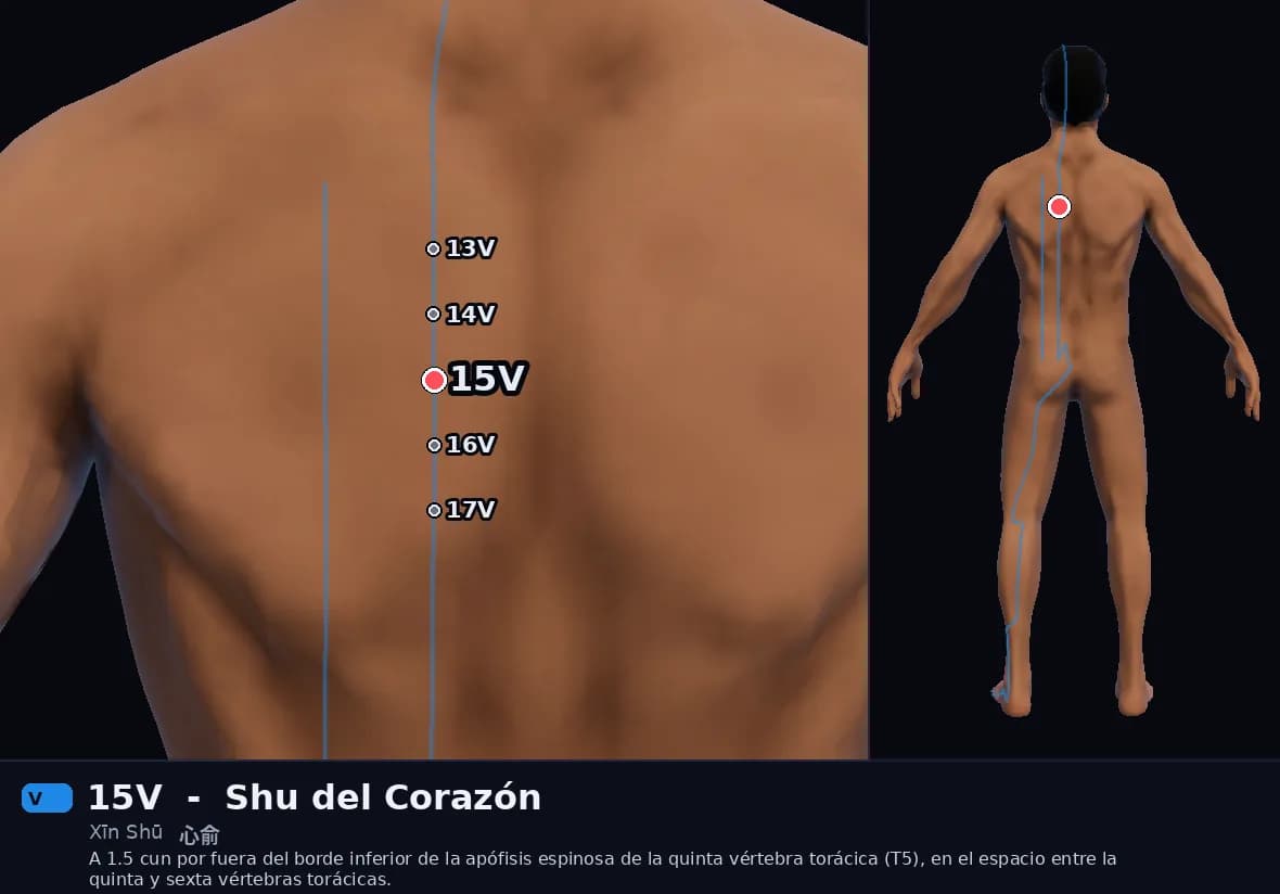 Localización del punto 15V, Shu del Corazón