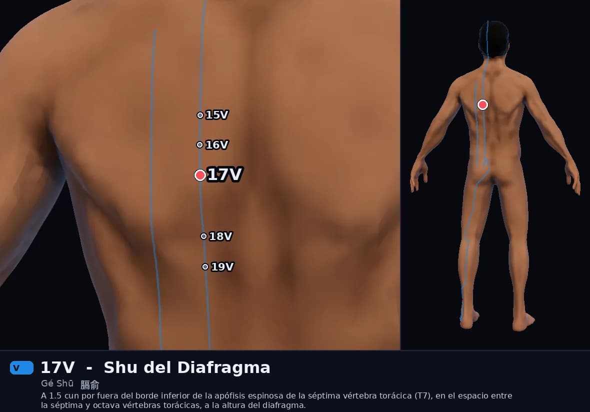 Localización del punto 17V, Shu del Diafragma