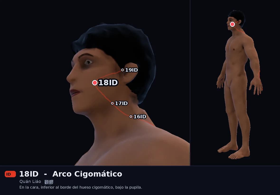 Localización del punto 18ID, Arco Cigomático