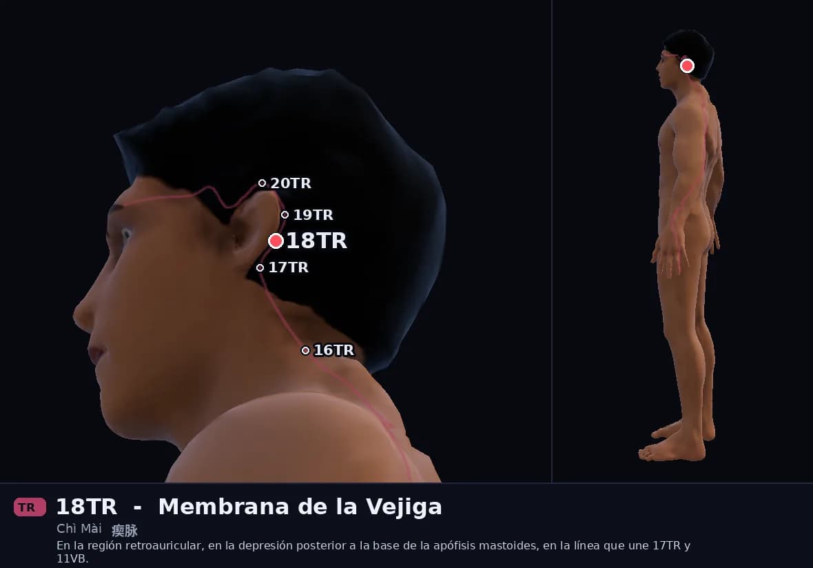 Localización del punto 18TR, Vaso Convulsivo