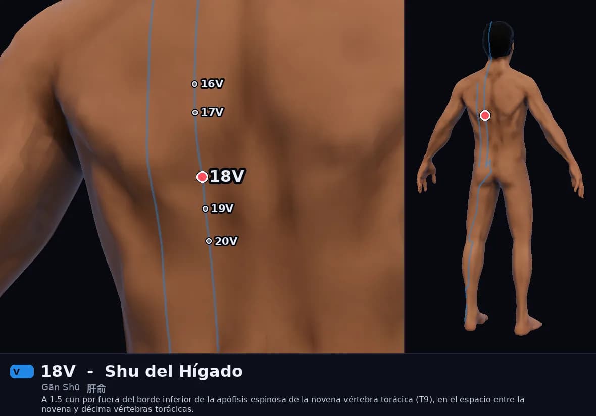 Localización del punto 18V, Shu del Hígado