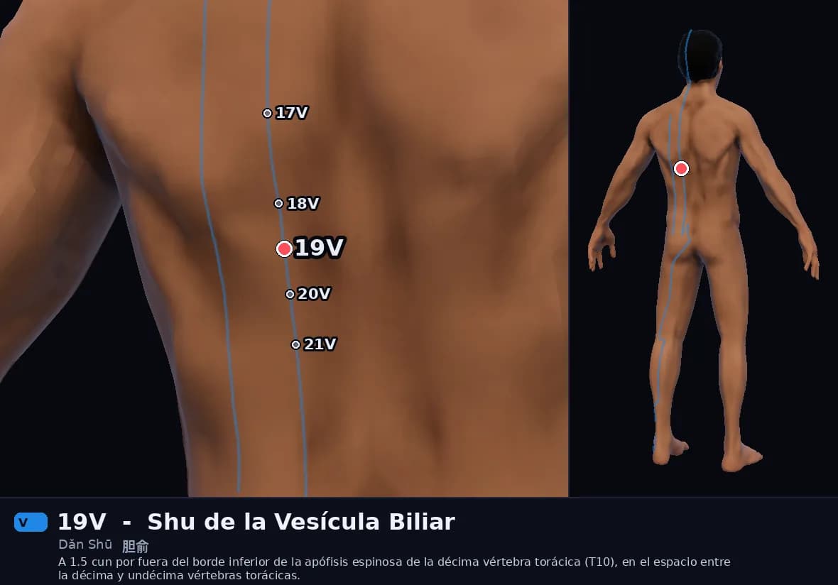 Localización del punto 19V, Shu de la Vesícula Biliar