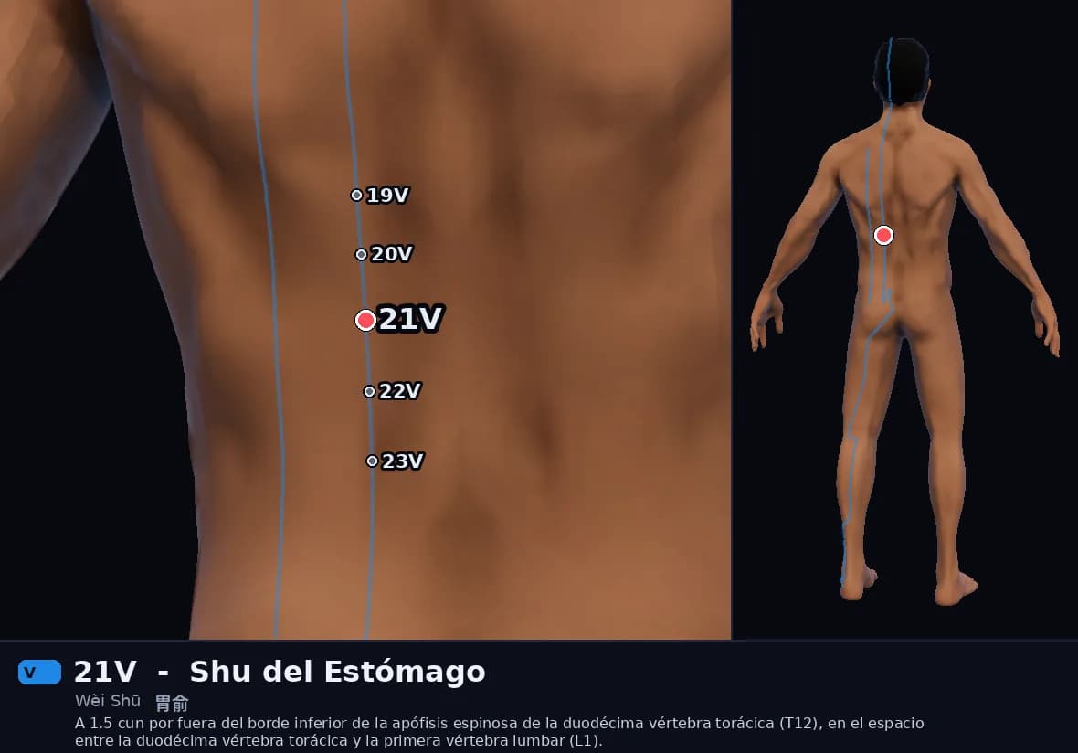 Localización del punto 21V, Shu del Estómago