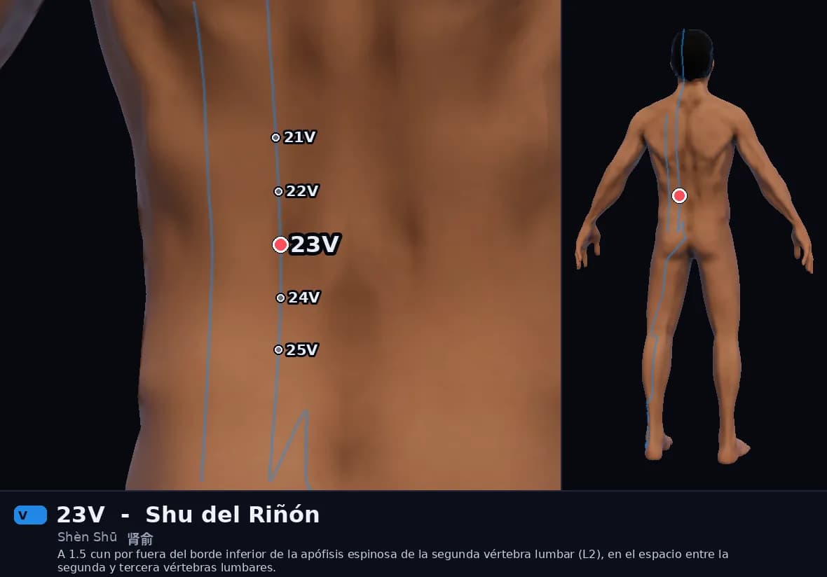 Localización del punto 23V, Shu del Riñón