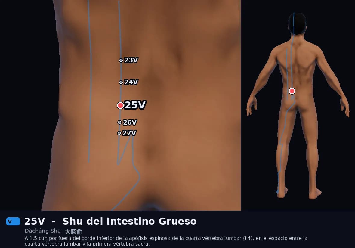 Localización del punto 25V, Shu del Intestino Grueso