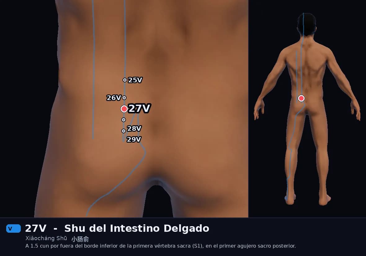 Localización del punto 27V, Shu del Intestino Delgado