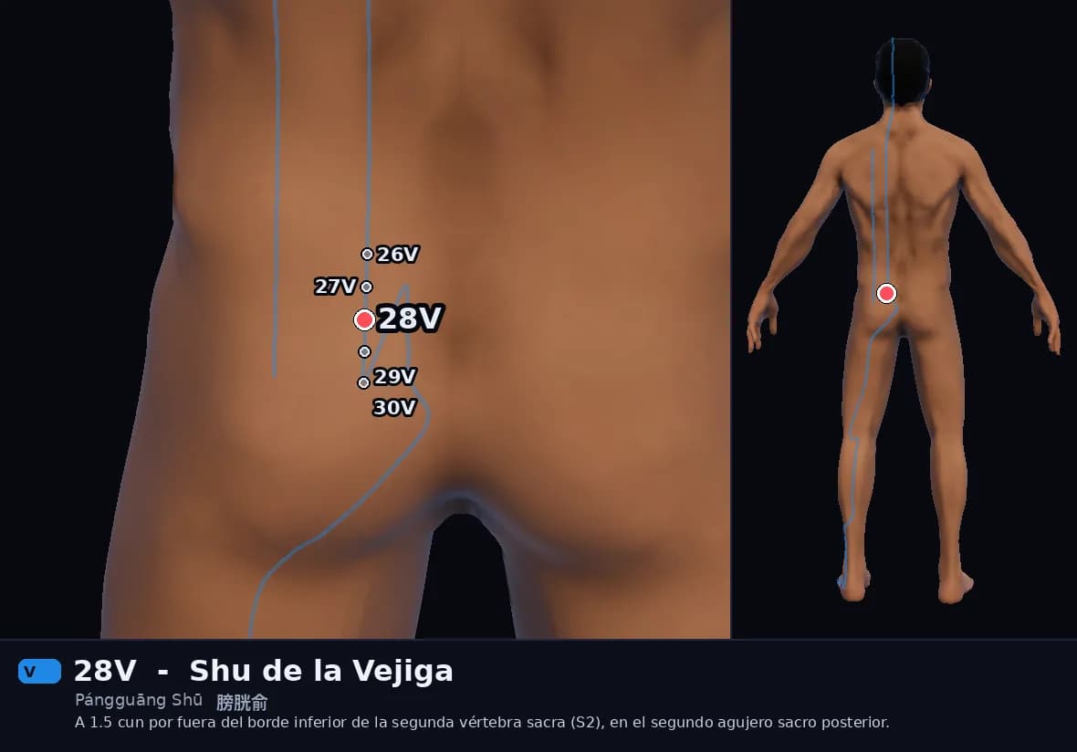 Localización del punto 28V, Shu de la Vejiga