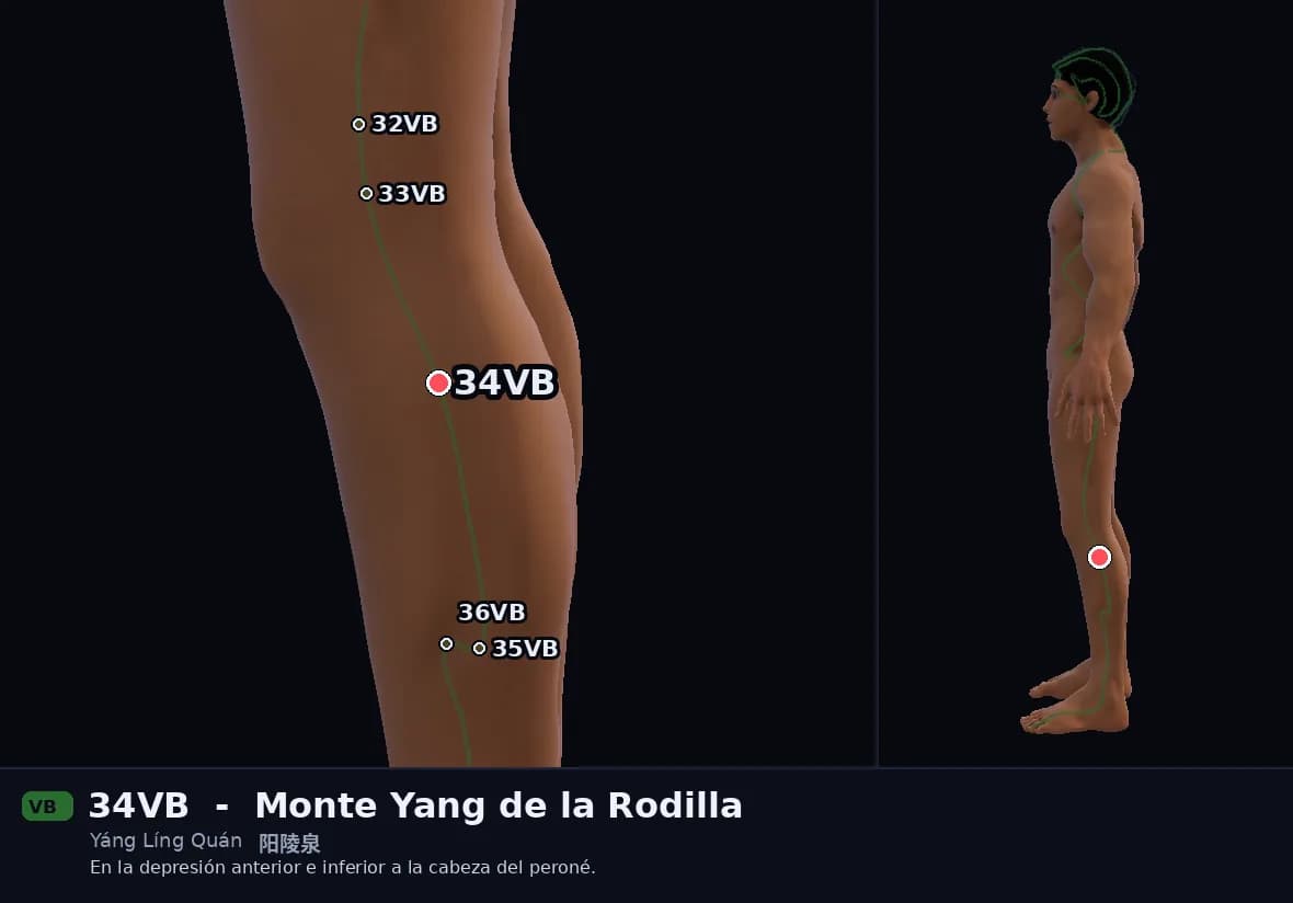 Localización del punto 34VB, Monte Yang de la Rodilla