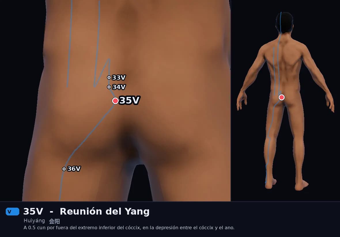 Localización del punto 35V, Reunión del Yang