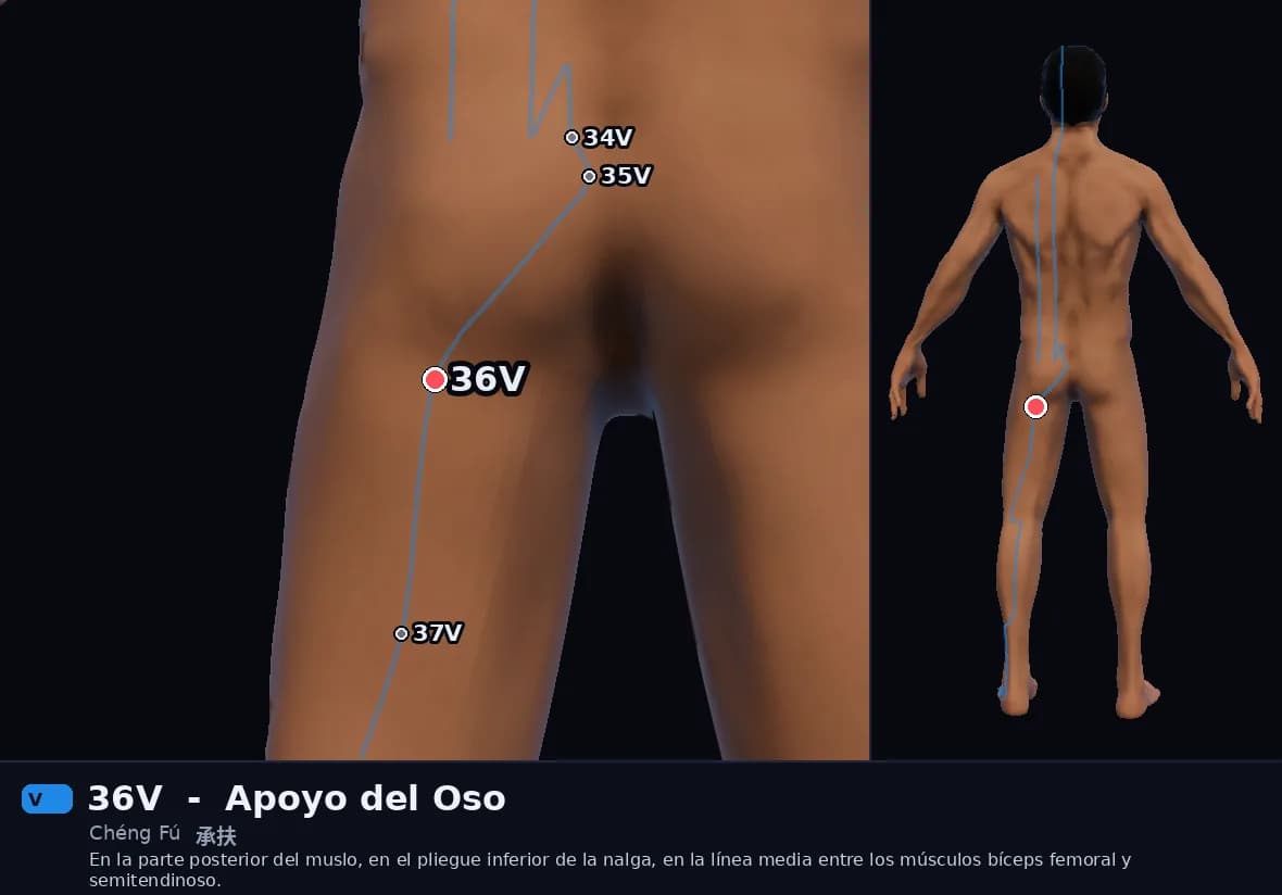 Localización del punto 36V, Apoyo del Oso