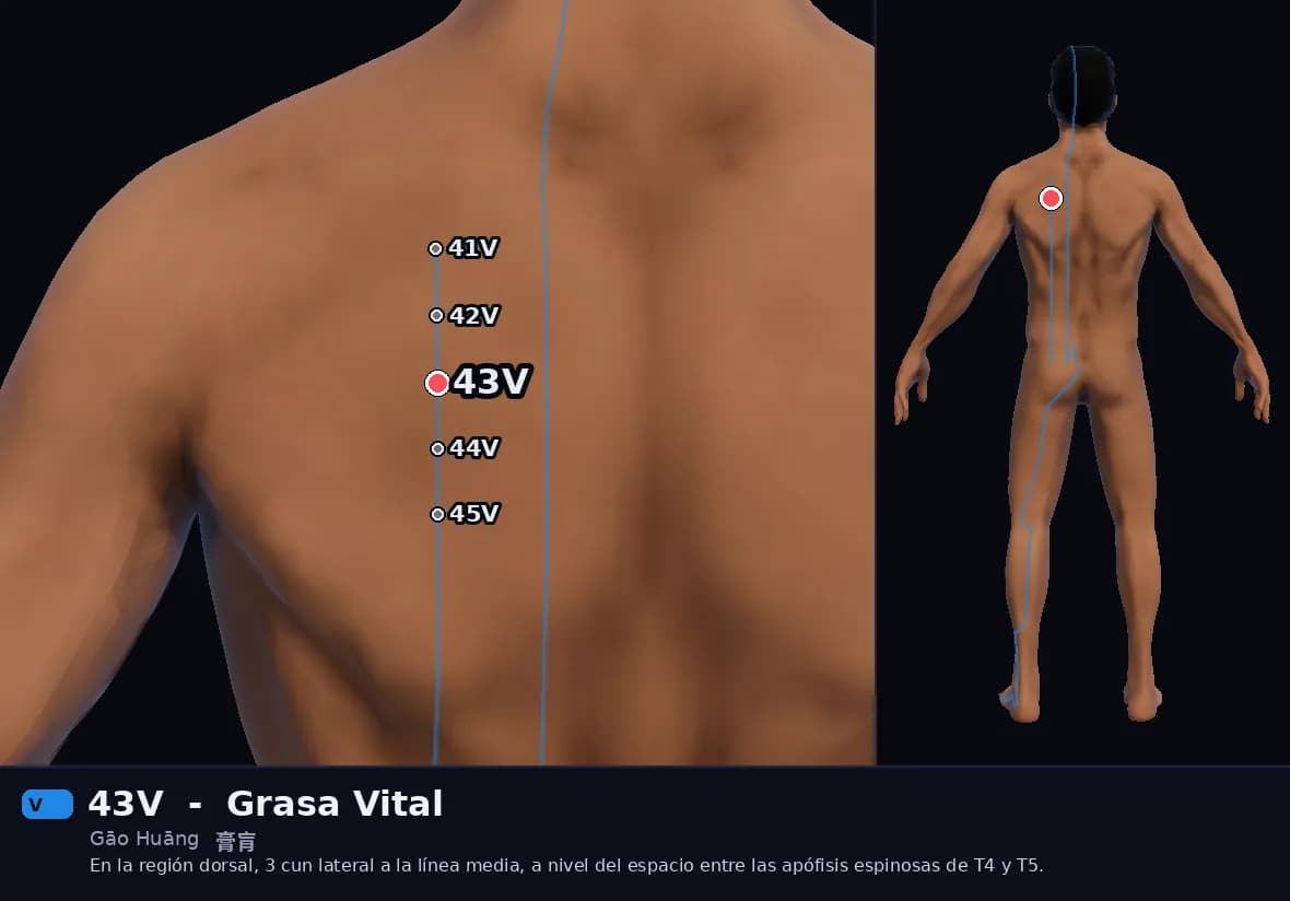 Localización del punto 43V, Grasa Vital