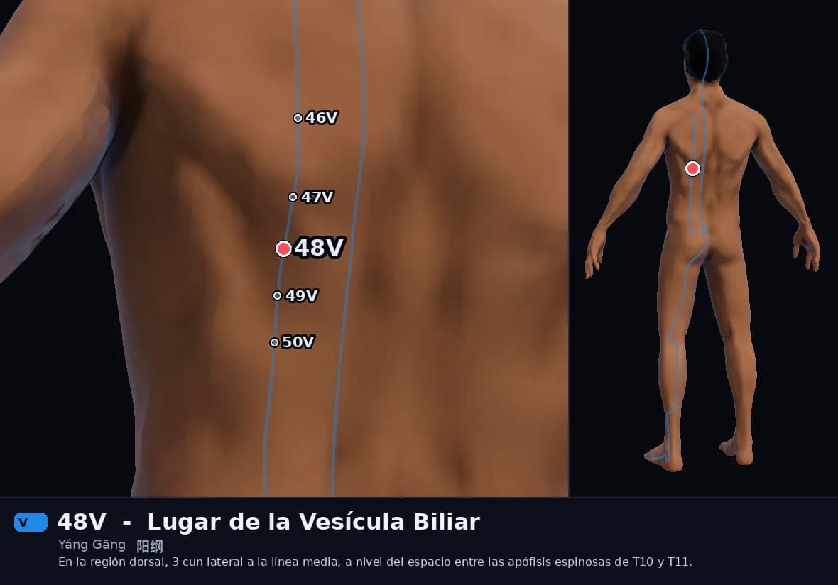 Localización del punto 48V, Cuerda Maestra del Yang