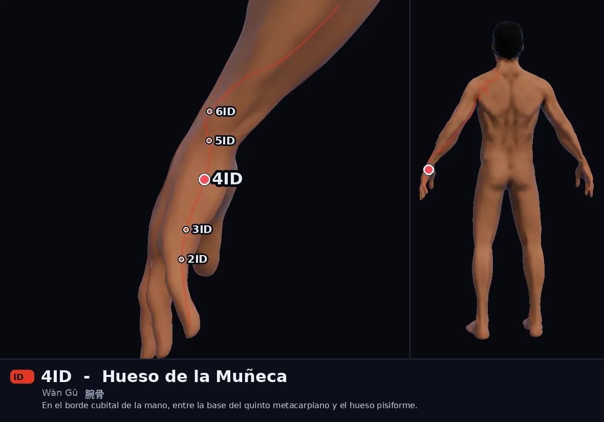 Localización del punto 4ID, Hueso de la Muñeca
