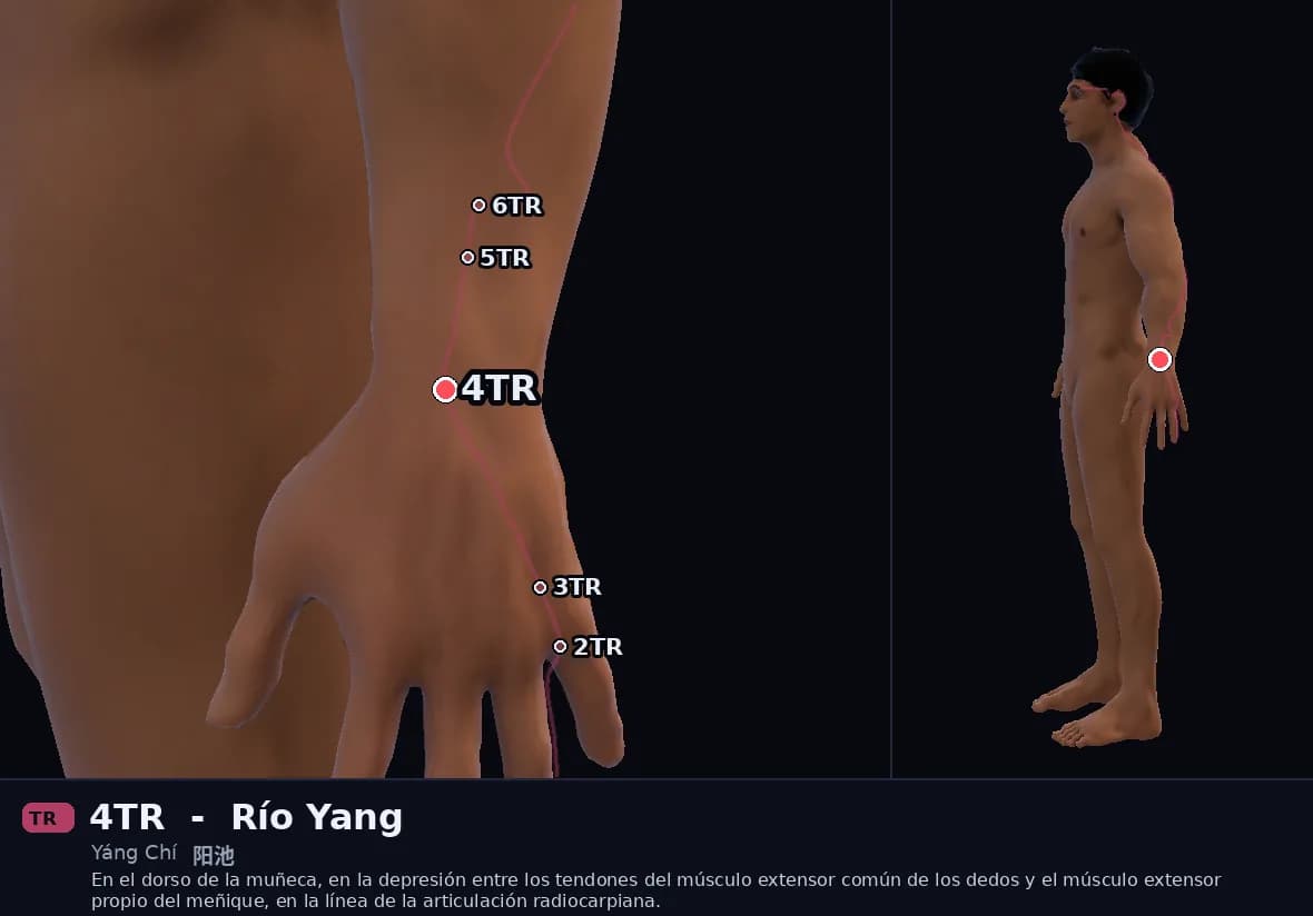 Localización del punto 4TR, Estanque del Yang