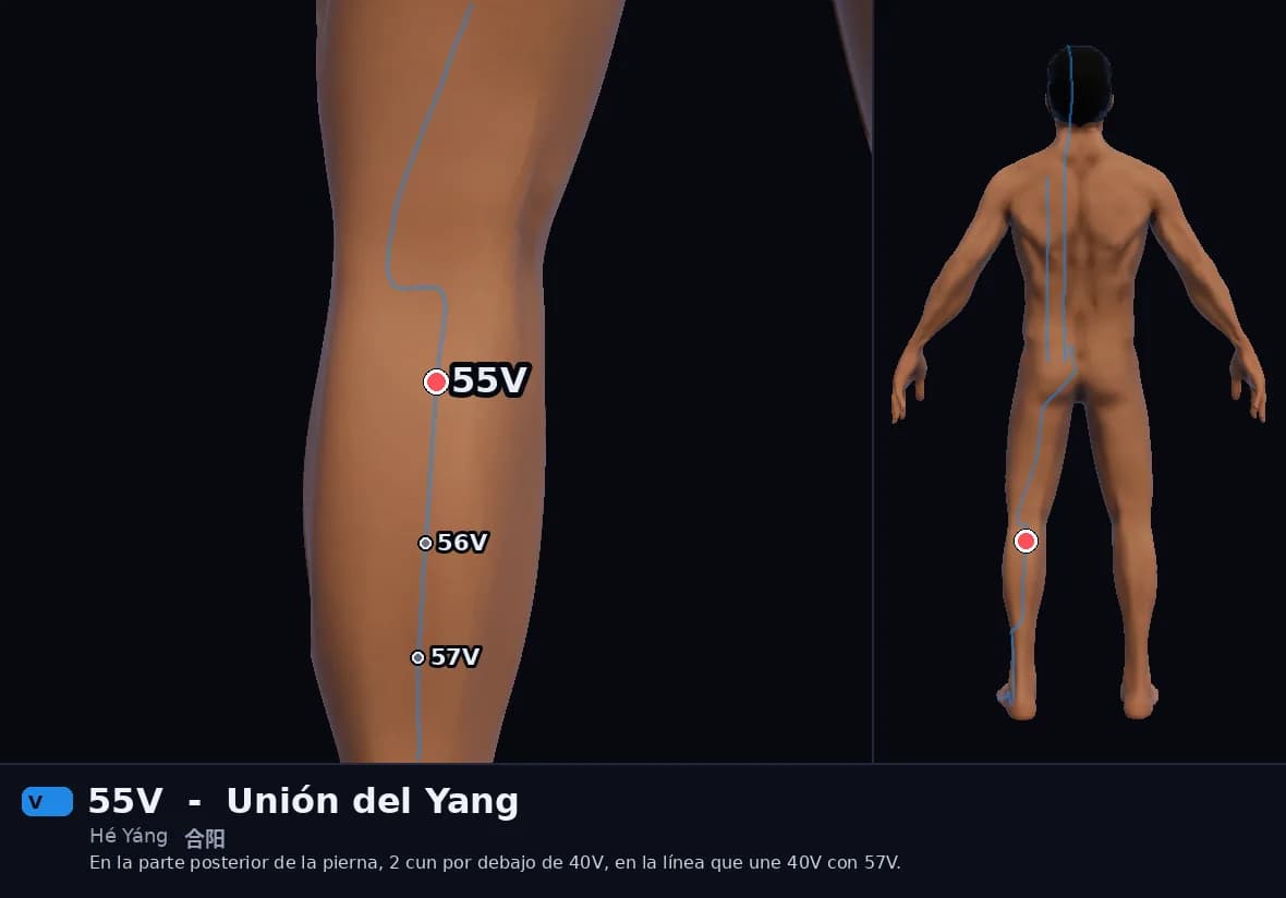 Localización del punto 55V, Unión del Yang