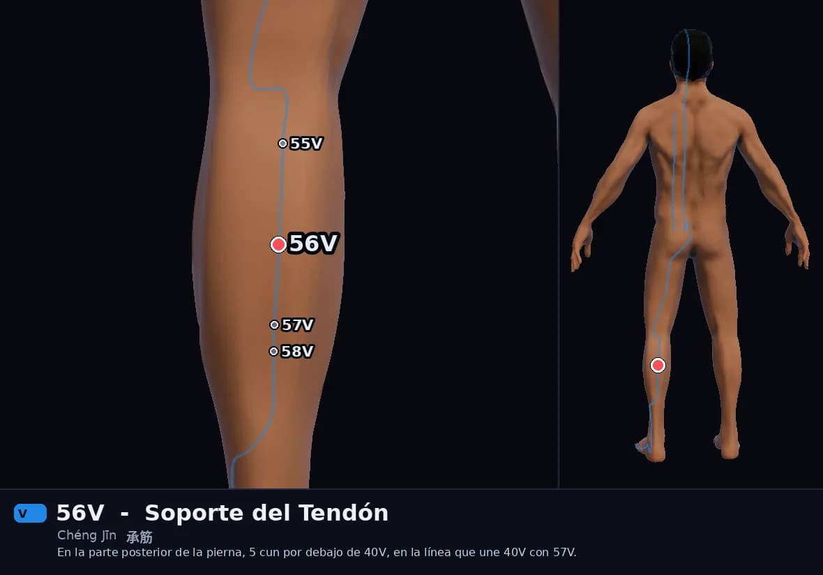 Localización del punto 56V, Soporte del Tendón