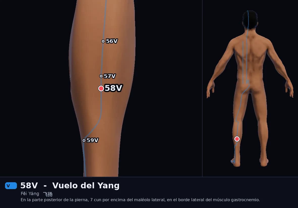 Localización del punto 58V, Vuelo del Yang