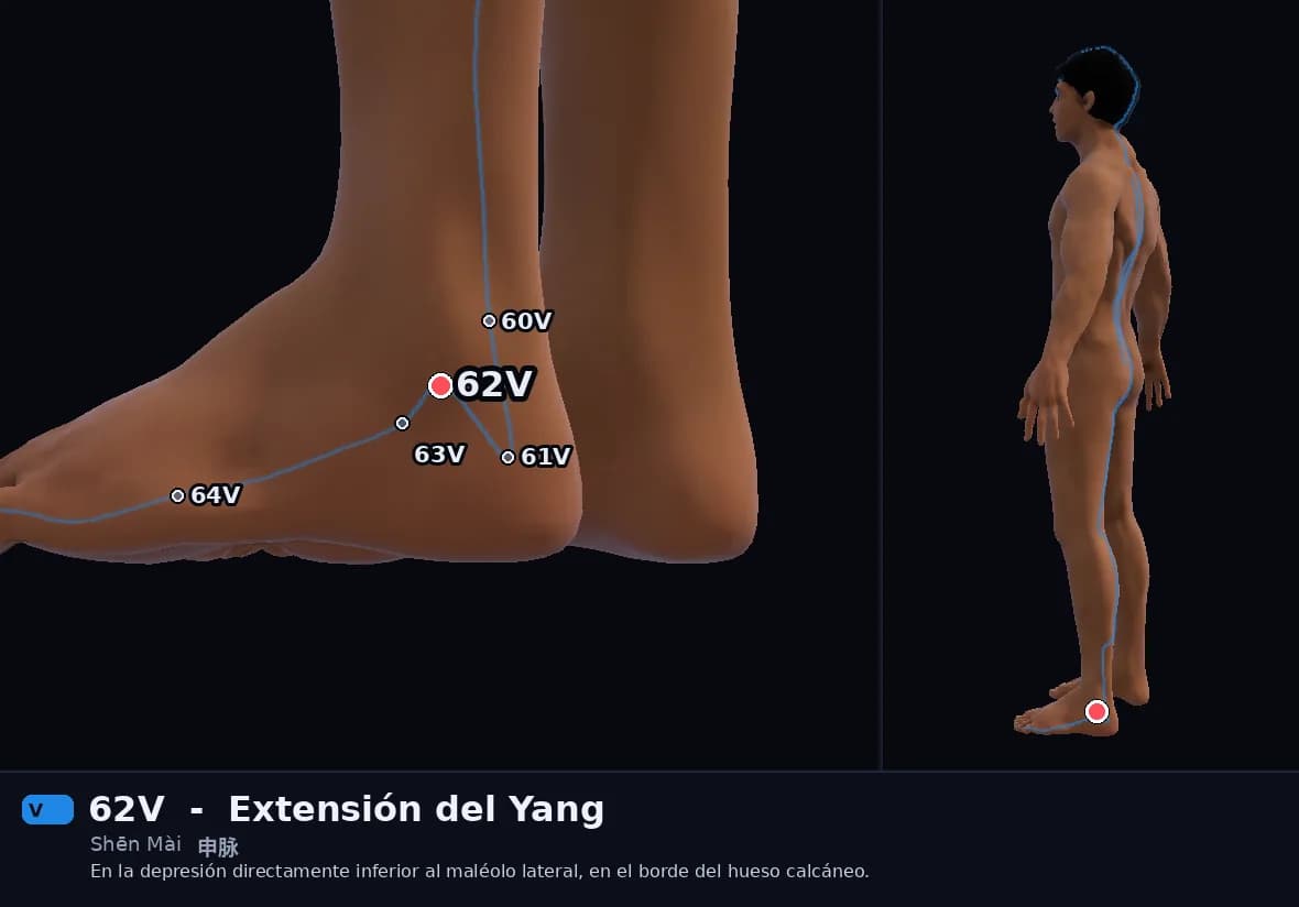 Localización del punto 62V, Extensión del Yang