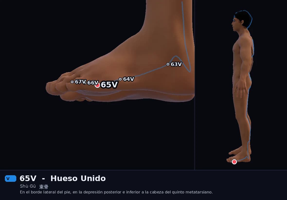 Localización del punto 65V, Hueso Unido