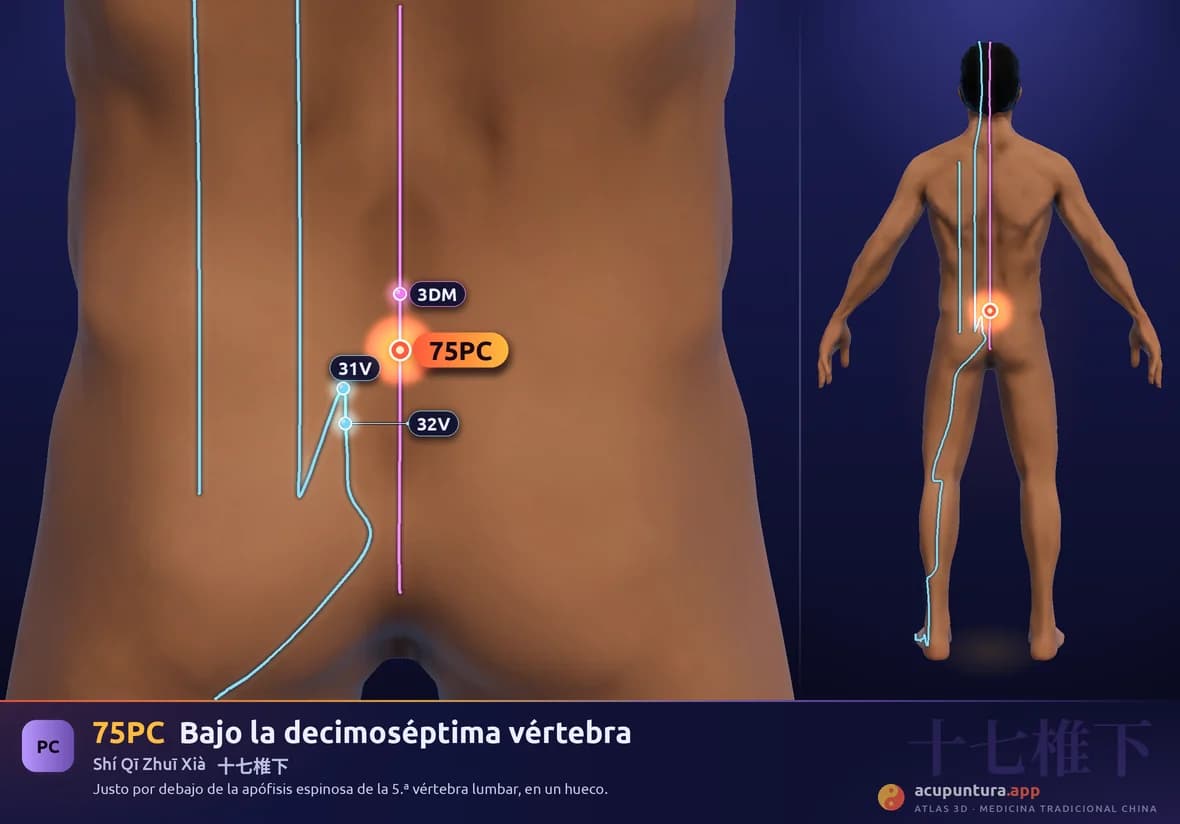 Localización del punto 75PC, Bajo la decimoséptima vértebra