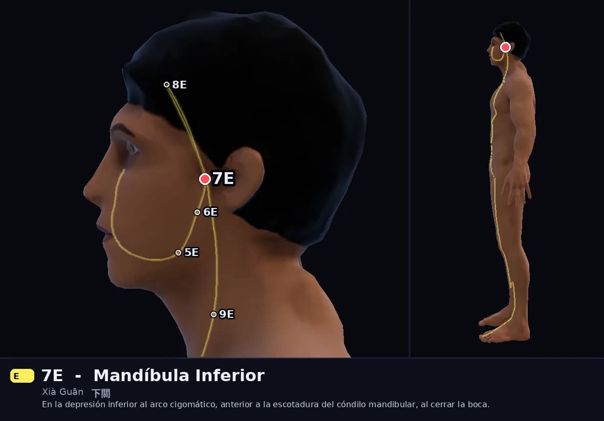 Localización del punto 7E, Mandíbula Inferior