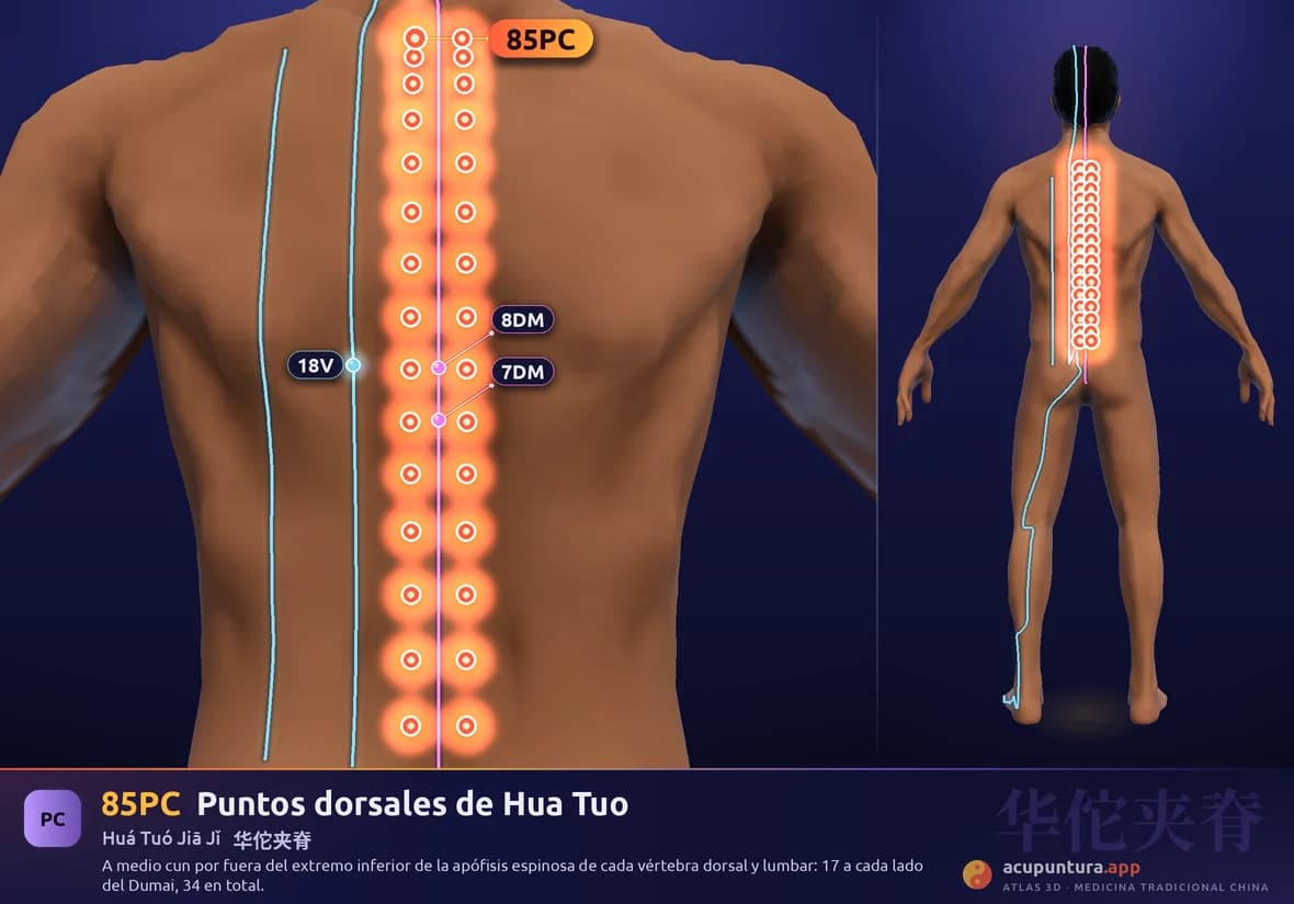 Localización del punto 85PC, Puntos dorsales de Hua Tuo