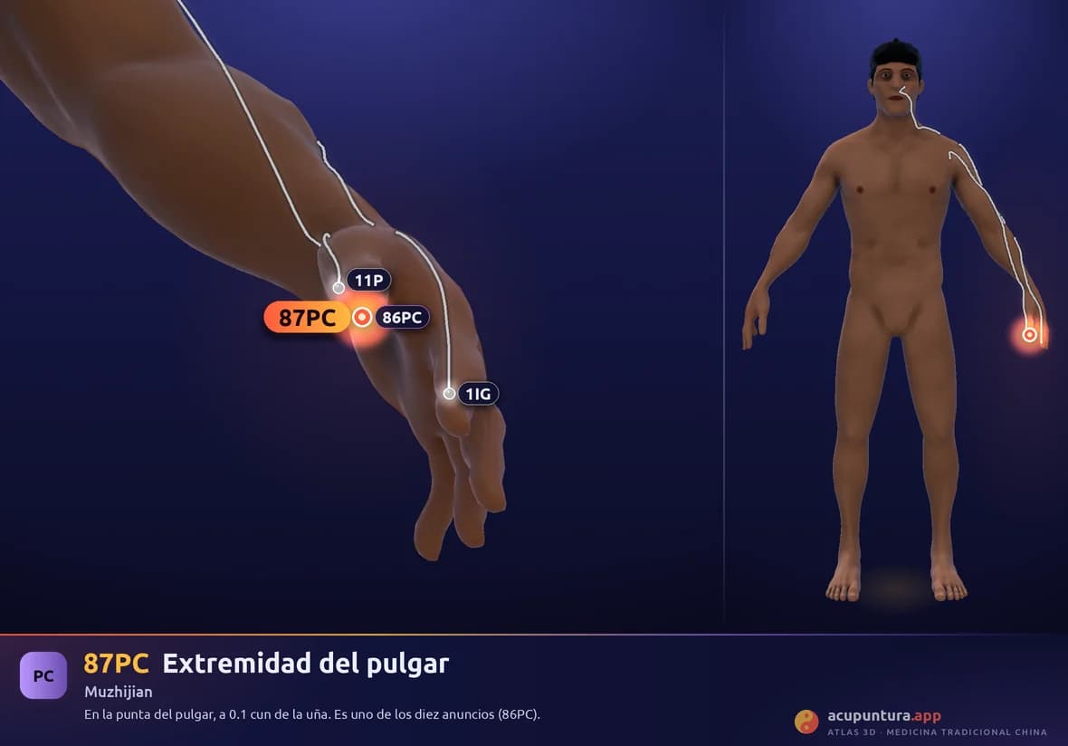 Localización del punto 87PC, Extremidad del pulgar
