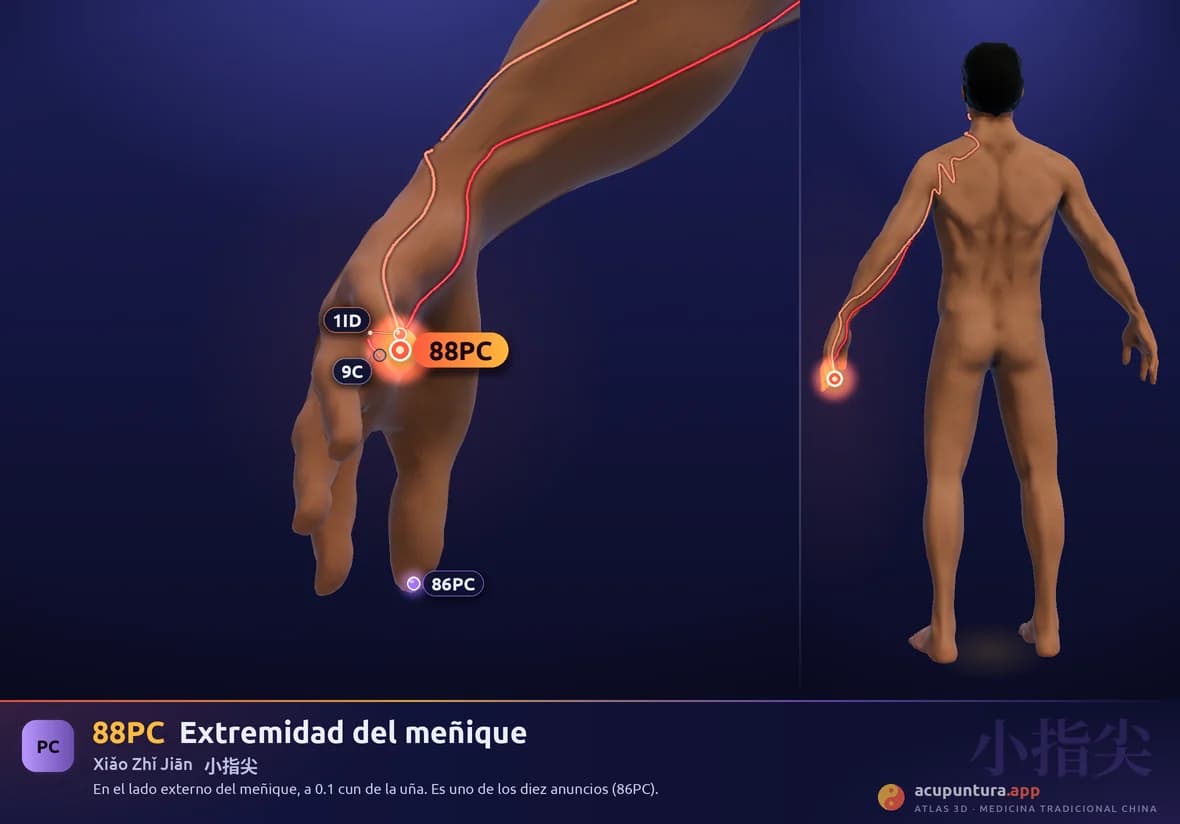 Localización del punto 88PC, Extremidad del meñique